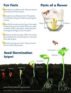 the life cycle of a flower and its parts labeled in english, spanish, and german