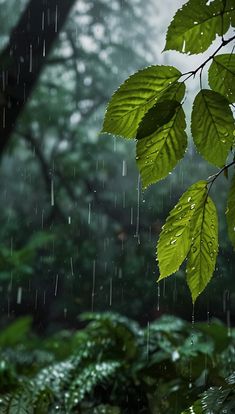 green leaves are hanging from the branches in the rain