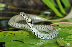 a snake that is sitting on some leaves