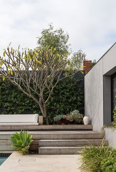 a tree in the middle of a patio next to a swimming pool with steps leading up to it