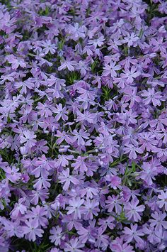 purple flowers are blooming in the garden