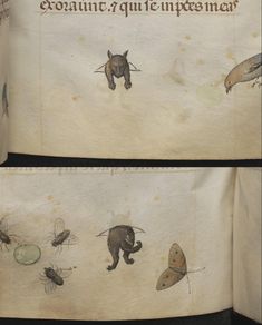 two drawings of animals and insects on paper