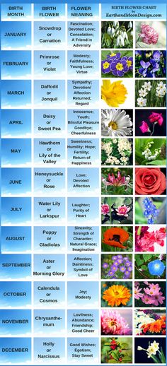 a poster with many different flowers in the same color and size, all on one page