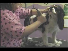 a dog getting its hair cut by a woman