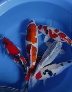 four koi fish are in a blue bowl