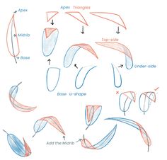 how to draw leaves with pencils step by step