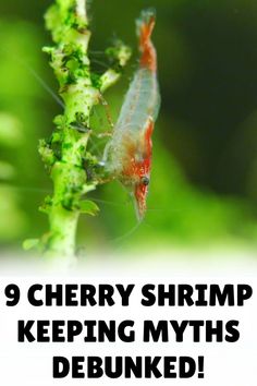 a close up of a shrimp on a plant with the words 9 cherry shrimp keeping myths debunked