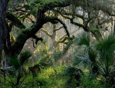 sunbeams shine through the trees and mossy branches in a forest filled with palm trees