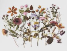 an arrangement of pressed flowers against a white background