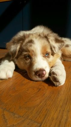 a brown and white dog laying on top of a wooden floor