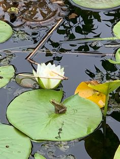 a frog sitting on top of lily pads in the water