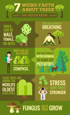 the 7 weird things about trees you never knew to know info graphic by creative commons