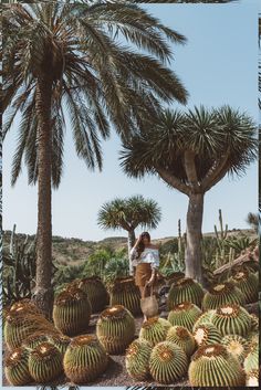 many different types of cactus trees in the desert