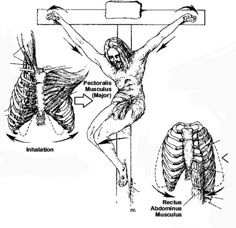 the diagram shows how muscles are attached to the torso and back of a person on a crucifix