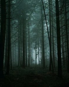 a dark forest filled with lots of tall trees