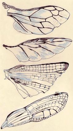 three different types of butterfly wings on a white paper with black and blue ink drawing