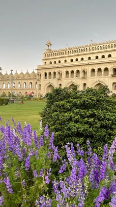 purple flowers in front of a large building