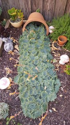 an assortment of succulents and other plants in a garden area next to a wooden fence