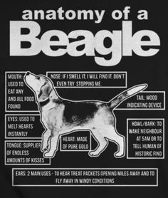 the anatomy of a beagle dog on a black jacket with white lettering and description