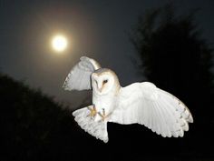 an owl is flying in the night sky