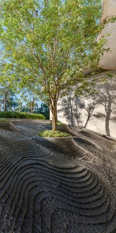 a small tree is in the middle of a rock garden with wavy lines on it