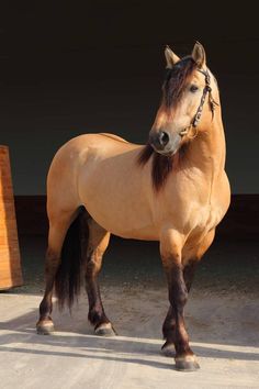 a brown horse standing on top of a cement floor