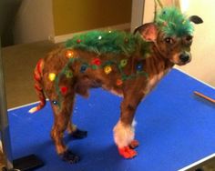 a dog with green hair and christmas lights on it's head standing on a blue mat