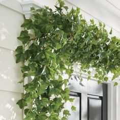 a green plant is growing on the side of a door frame in front of a white house