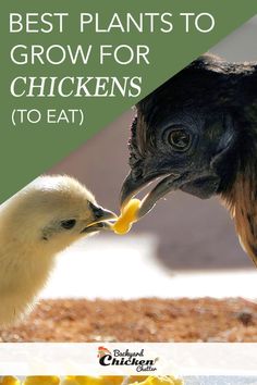 two chickens with their beaks in each others'mouths and the words best plants to grow for chickens to eat