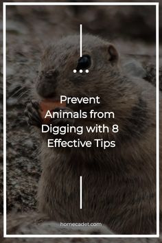 a rodent eating food with the words prevent animals from digging with 8 effective tips