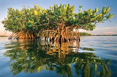 an island in the middle of water with trees growing out of it