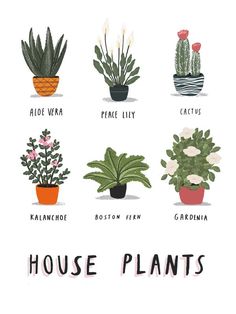 house plants in pots with the words house plants written below each potted plant, which includes cacti and succulents