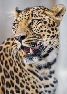 a close up of a leopard with its mouth open