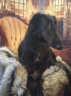 a large black dog sitting on top of a couch next to a wall with paintings