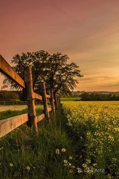 the sun is setting behind a fence in a field with wildflowers and trees