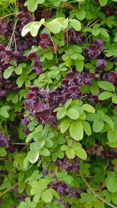 purple flowers and green leaves growing on the side of a building