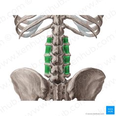 an image of the back of a human skeleton with bones and muscles highlighted in green