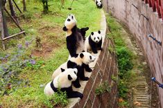 several pandas are climbing up the side of a brick wall in their zoo enclosure