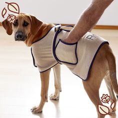 a brown dog wearing a sweater standing on top of a hard wood floor next to a person