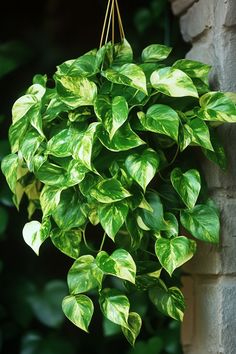 a green plant hanging from a brick wall