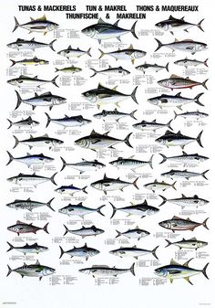 a poster with different types of tunas and macklers on it's sides