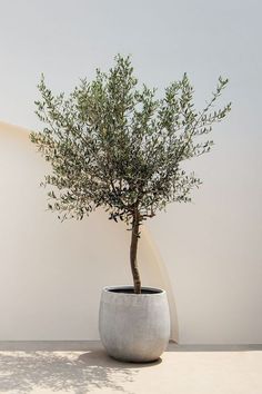 a small tree in a white pot on a table next to a wall and floor