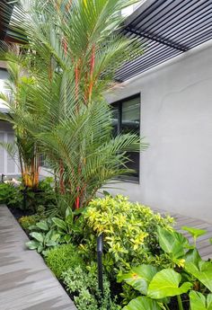 a tropical garden with palm trees and other greenery in front of a white building