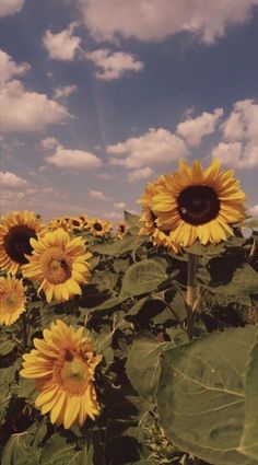 sunflowers are blooming in the field under a blue sky with white clouds