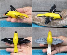 four pictures of yellow birds with black wings