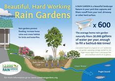 the benefits of rain gardens for your home and garden area, including an info sheet