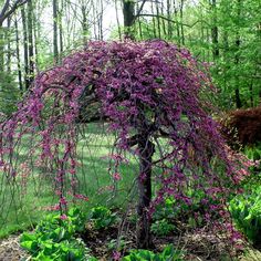 purple flowers are growing on the branches of a tree in a green park area with trees and shrubs