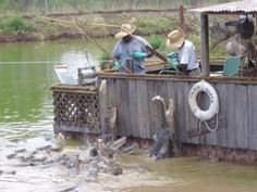 two men in hats are fishing from a dock with alligators on the water behind them