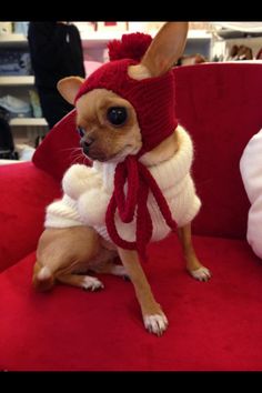 a small dog wearing a red hat and sweater sitting on a couch in a room