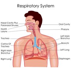 the anatomy of the human body including the lungs, stomachs and other organ systems